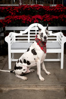 SantaPaws2025-0668