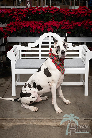 SantaPaws2025-0668
