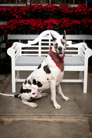 SantaPaws2025-0670