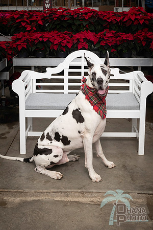 SantaPaws2025-0670