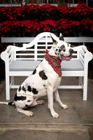 SantaPaws2025-0667