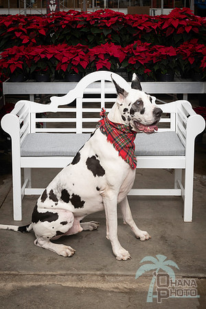 SantaPaws2025-0667