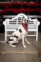 SantaPaws2025-0671