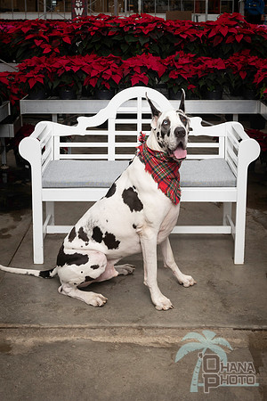 SantaPaws2025-0671