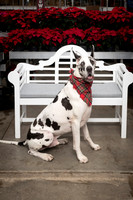 SantaPaws2025-0669