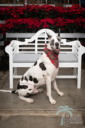 SantaPaws2025-0669