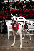 SantaPaws2025-0672