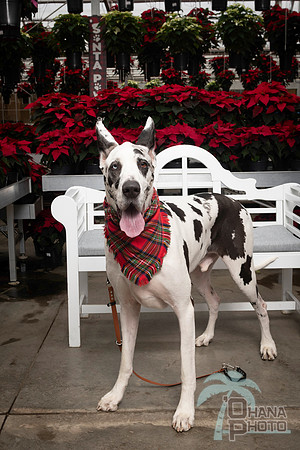 SantaPaws2025-0672