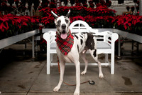 SantaPaws2025-0675