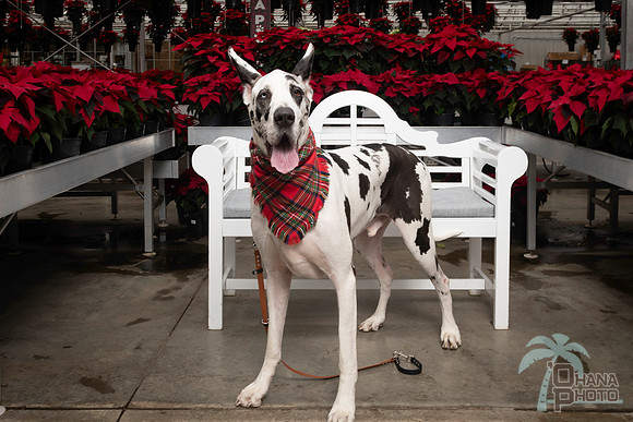 SantaPaws2025-0675