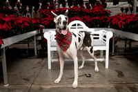 SantaPaws2025-0676
