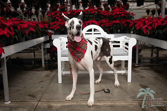 SantaPaws2025-0676
