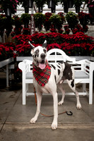 SantaPaws2025-0674