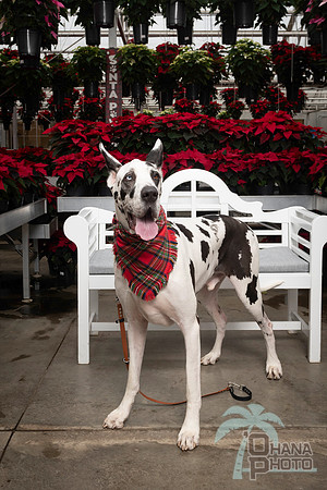 SantaPaws2025-0674