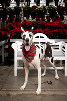 SantaPaws2025-0673