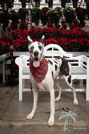 SantaPaws2025-0673