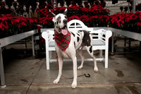 SantaPaws2025-0677