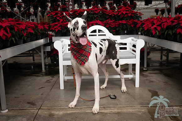 SantaPaws2025-0677