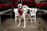 SantaPaws2025-0678