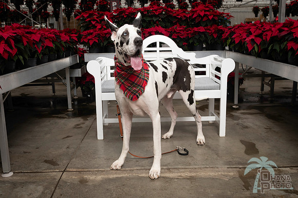 SantaPaws2025-0678