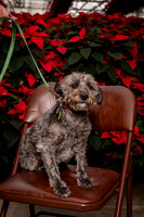 SantaPaws2022-036