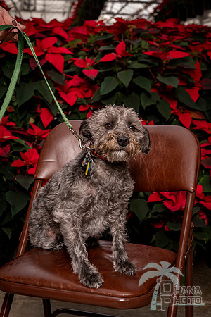 SantaPaws2022-036