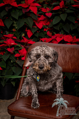 SantaPaws2022-035