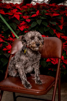 SantaPaws2022-037