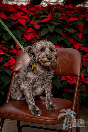 SantaPaws2022-037