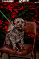 SantaPaws2022-038