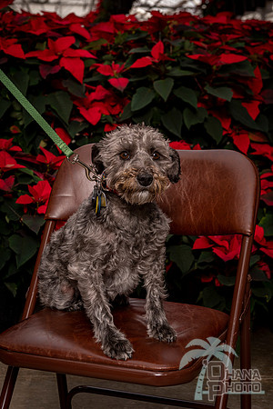 SantaPaws2022-038