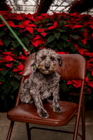 SantaPaws2022-039