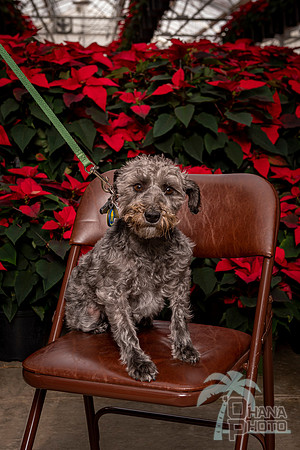 SantaPaws2022-039