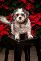 SantaPaws2022-273