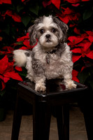 SantaPaws2022-274