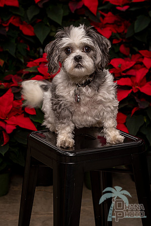 SantaPaws2022-274