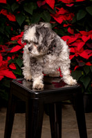 SantaPaws2022-275