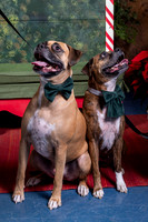 SantaPaws2022-614