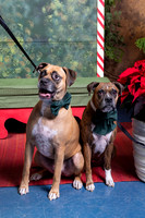 SantaPaws2022-617