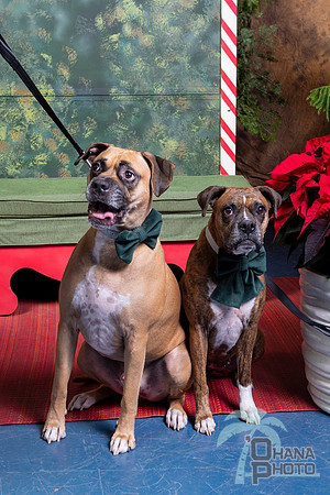 SantaPaws2022-617