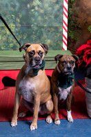 SantaPaws2022-616