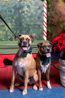 SantaPaws2022-615