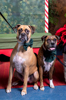 SantaPaws2022-618