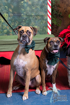 SantaPaws2022-618