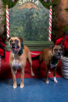 SantaPaws2022-620