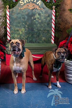 SantaPaws2022-620