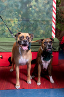 SantaPaws2022-619