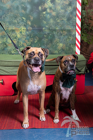 SantaPaws2022-619