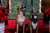 SantaPaws2022-621