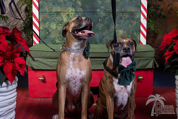 SantaPaws2022-621